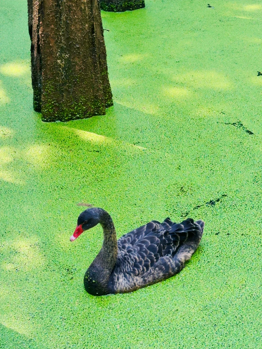 杭州景区next level了