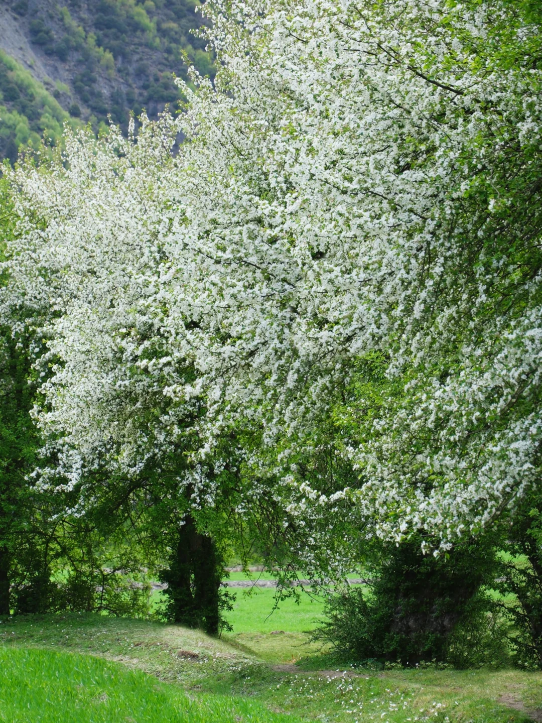接下来的川西真的不需要滤镜。。。美晕了!!😭