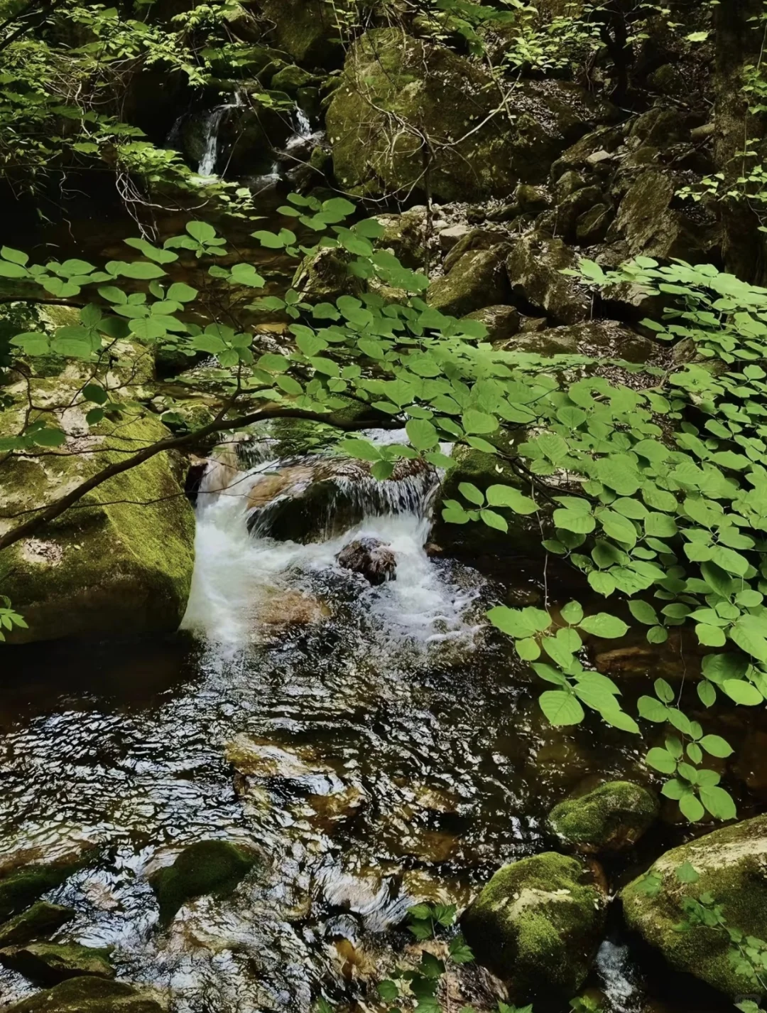 去山里感受20度的夏天🍃