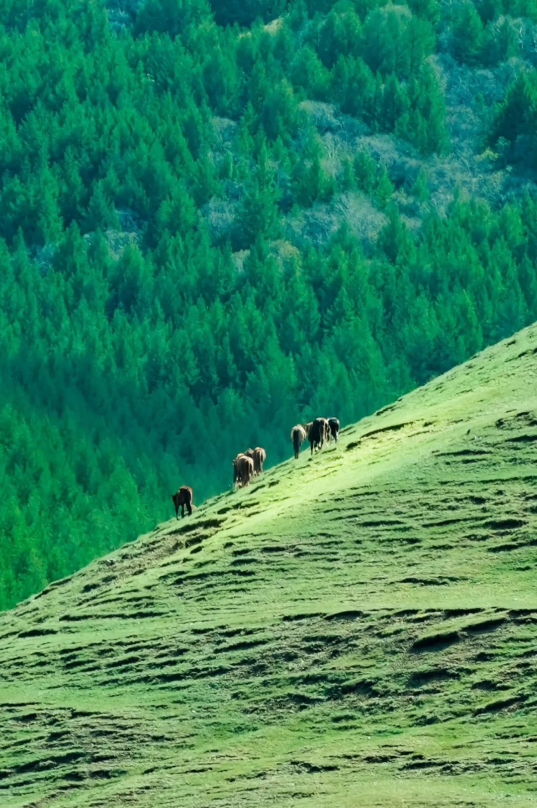 端午逃离计划！！2h直达京北“小新疆”