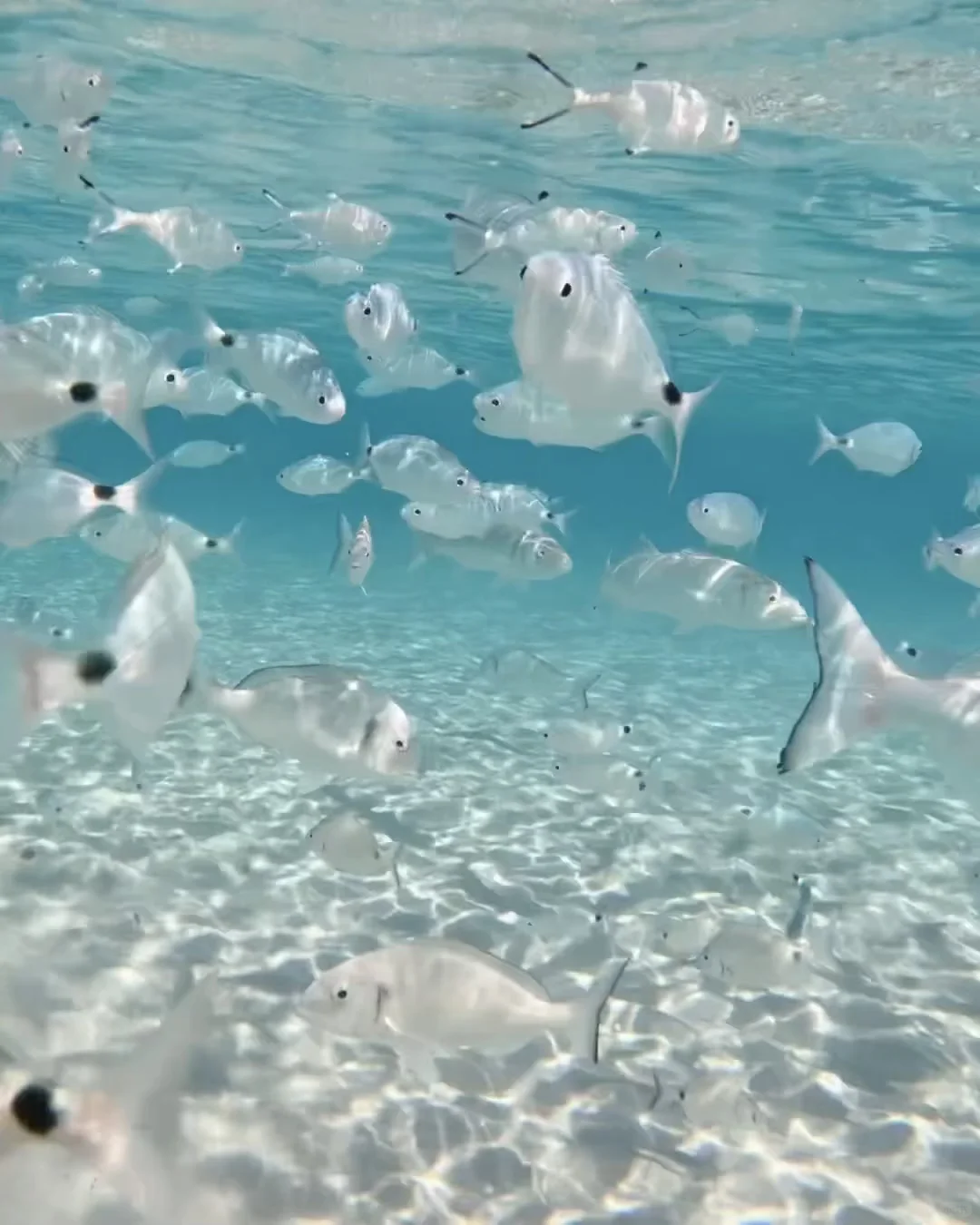 意大利旅游局你怎么不早说，全世界仅此一海