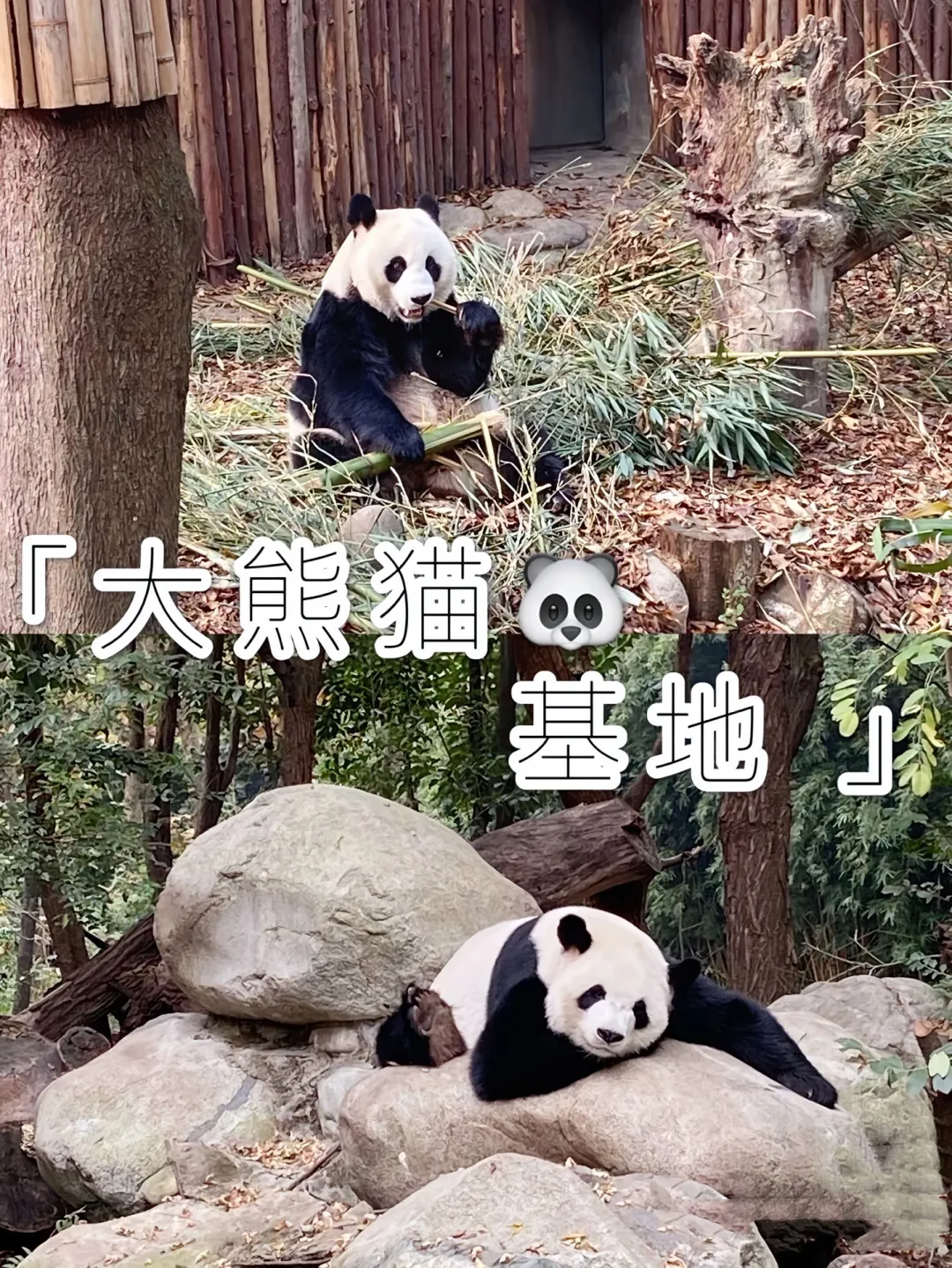 成都旅游🗺️攻略