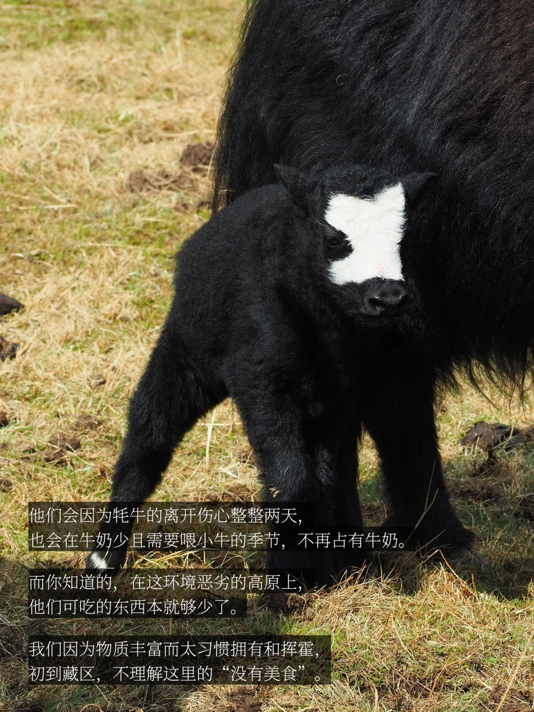 是谁在川西，大梦一场，不肯说再见