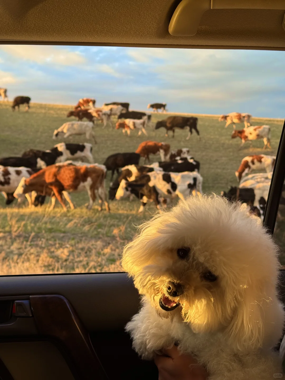 live呼伦贝尔这本书🐶小狗我呀又多读了一页