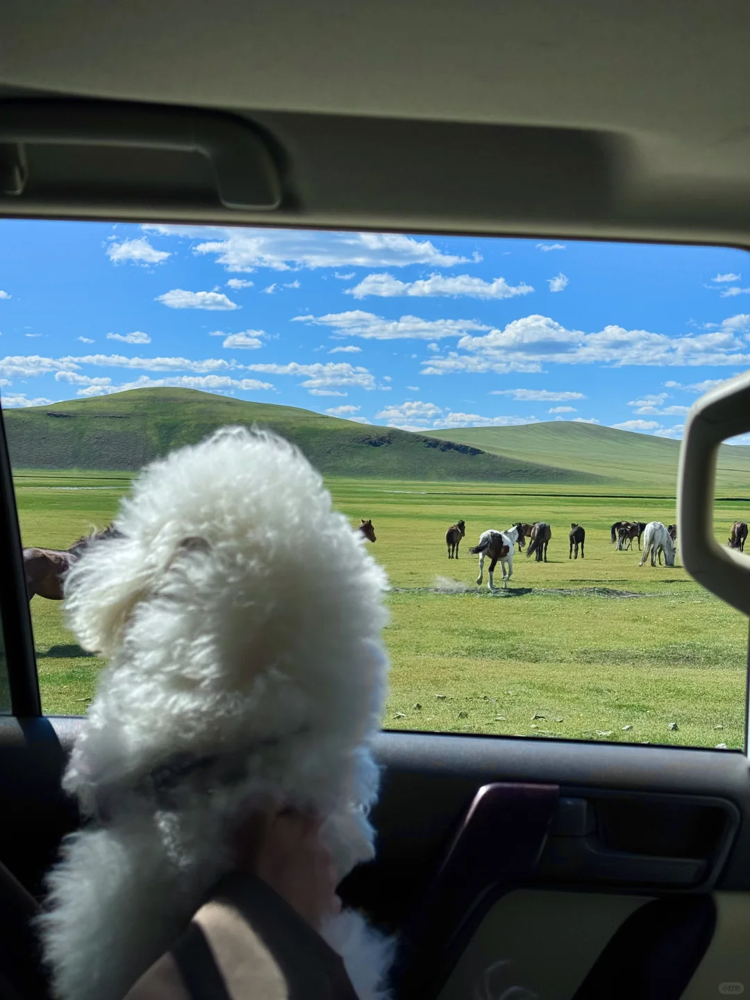 live呼伦贝尔这本书🐶小狗我呀又多读了一页