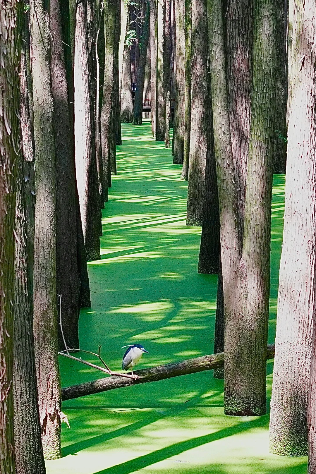 杭州景区next level了