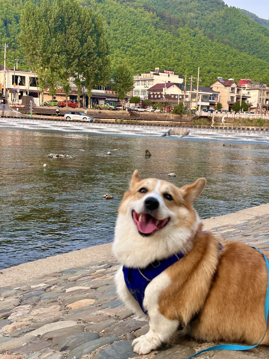 江浙沪周边带狗旅行之宣城