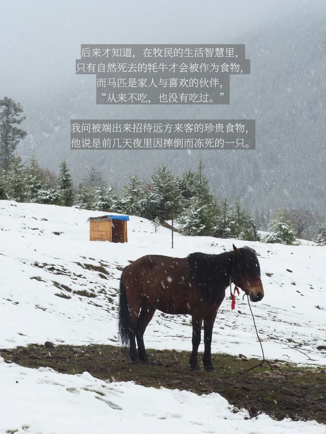 是谁在川西，大梦一场，不肯说再见