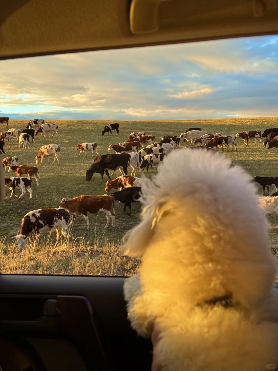 live呼伦贝尔这本书🐶小狗我呀又多读了一页