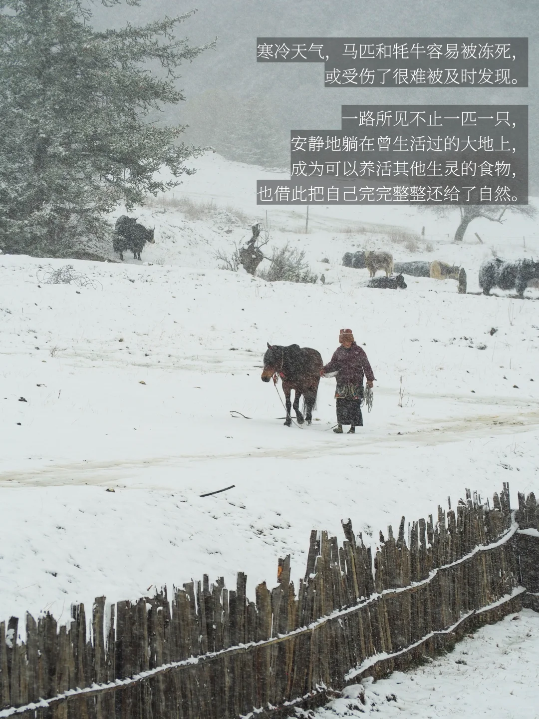 是谁在川西，大梦一场，不肯说再见