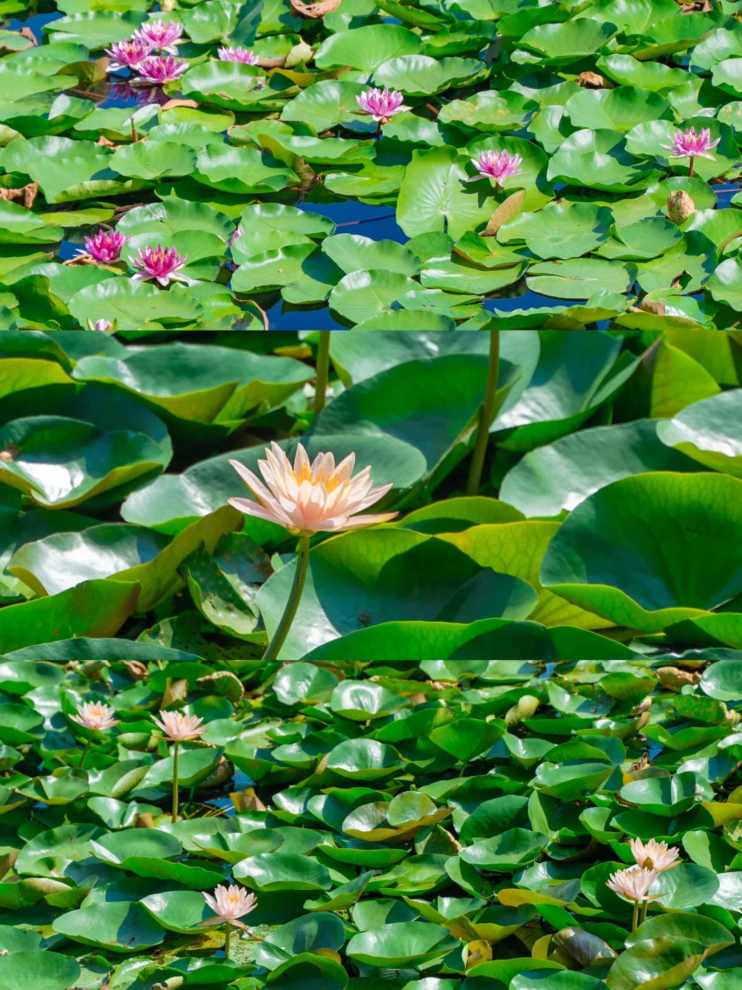 比起苏杭，我更喜爱这个夏日避暑小镇🪷