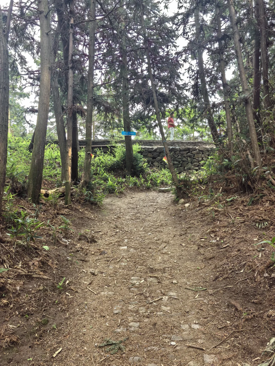 🍃宁波周末亲子徒步🌿第一站 福泉茶山