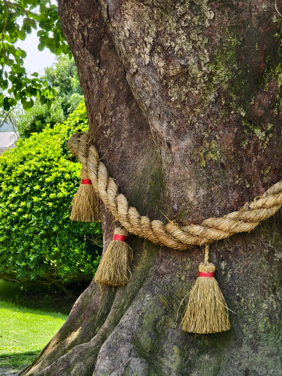 企鵝花絮 - 成美文化園B CUT