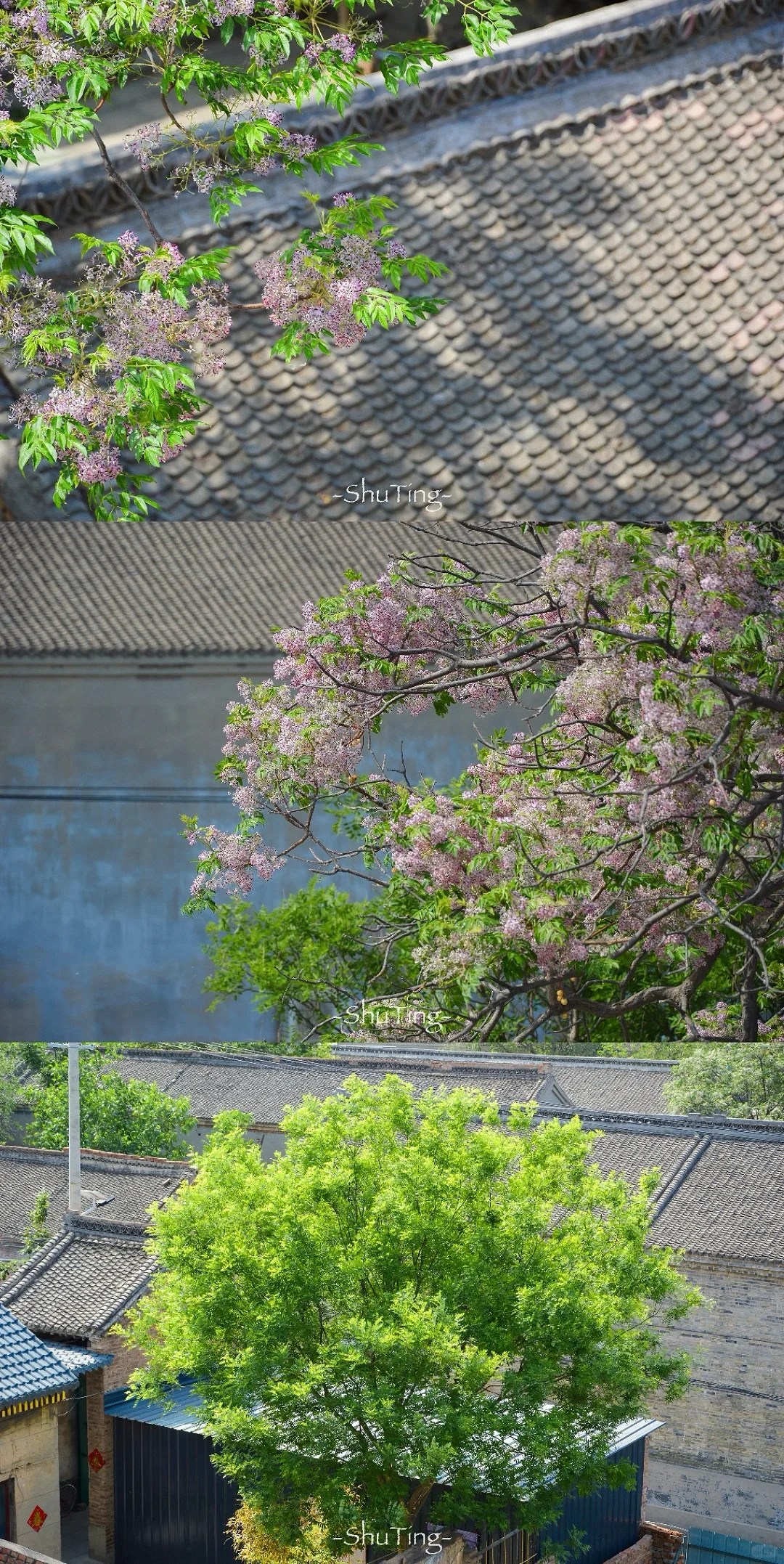 总要去趟邯郸广府古城吧✨超全攻略都在这啦