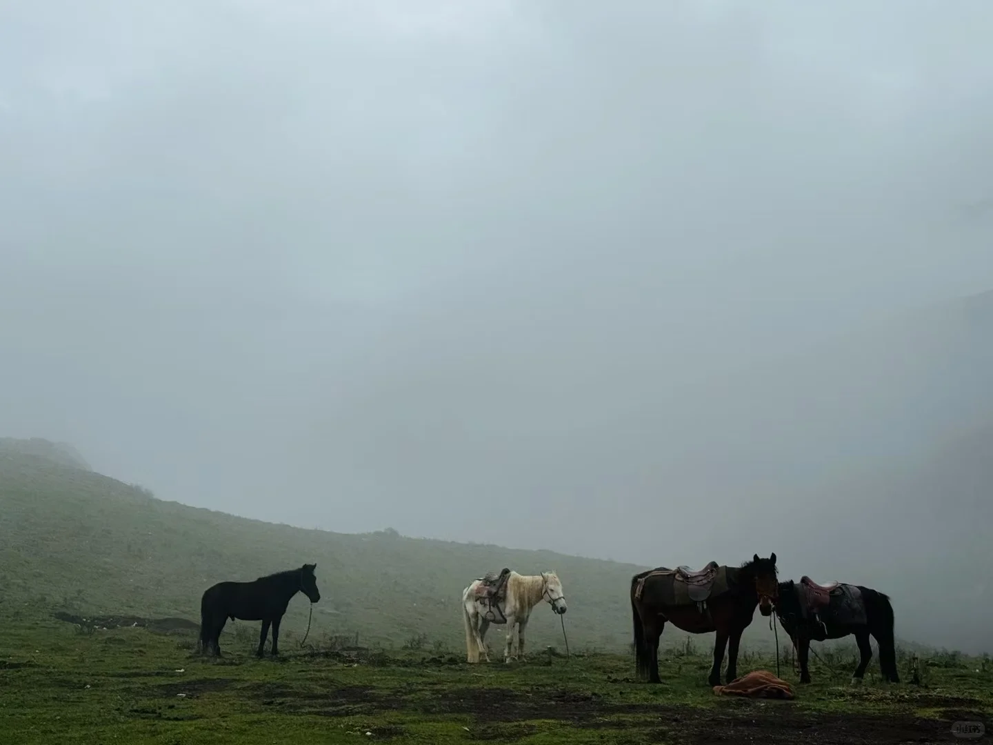 甘南3日游天花板‼️遇到神仙领队小胡