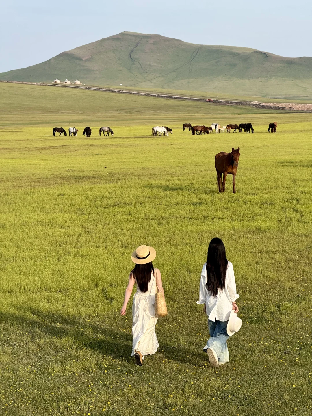 初夏的呼伦贝尔，美到失语！！！