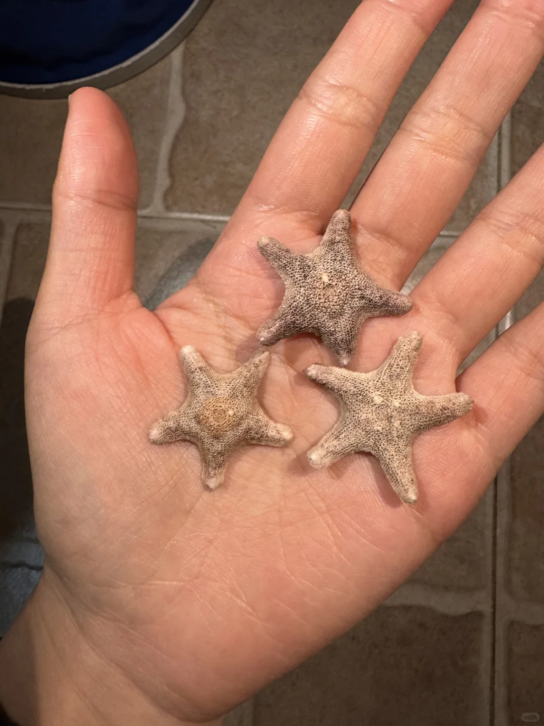 平潭，狗都不…