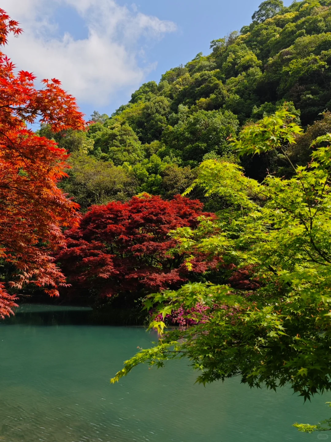 杭州｜五月份的杭州美出了天际