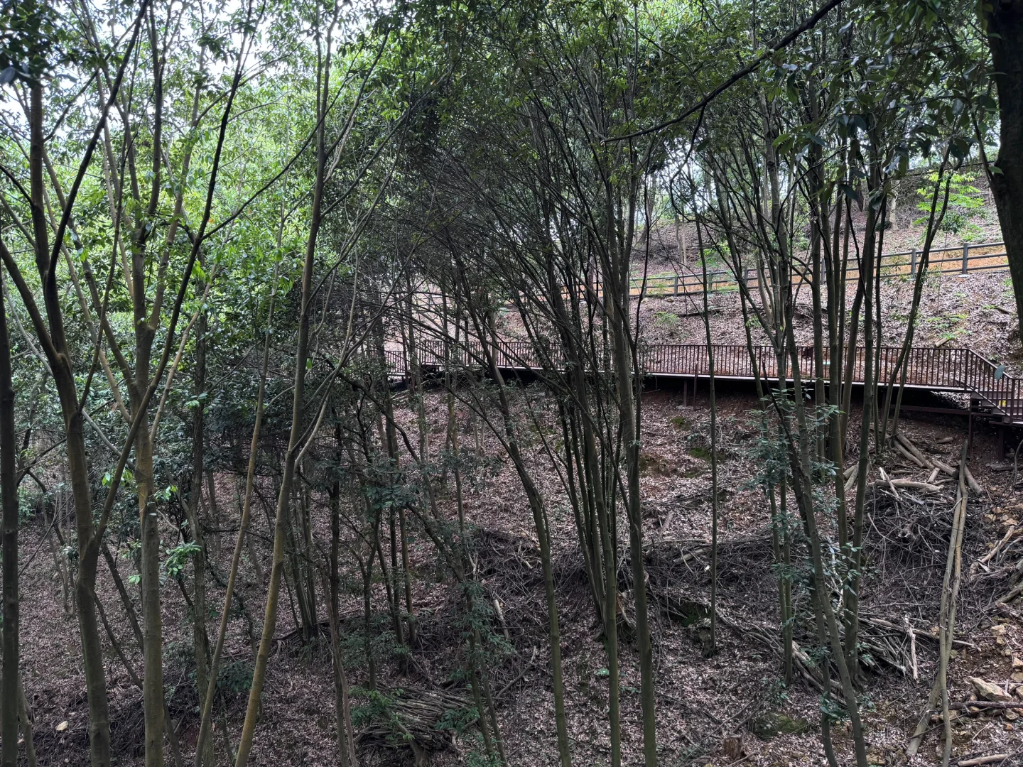 把这条推给所有千岛湖本地人