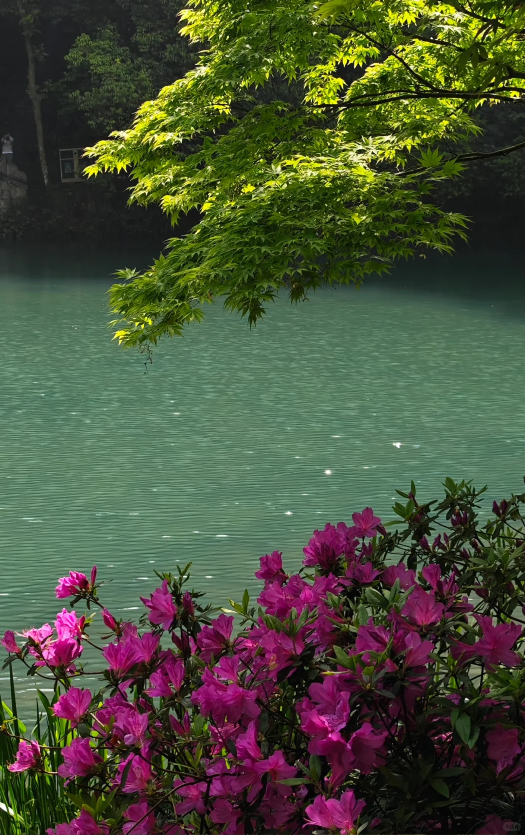 杭州｜五月份的杭州美出了天际