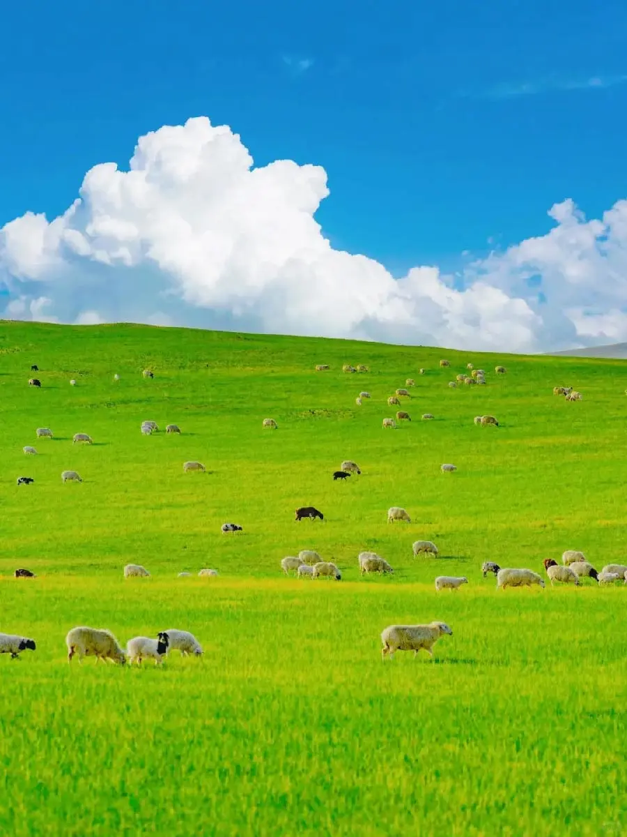 后悔没早来❗内蒙古这些景点才是旅行王炸