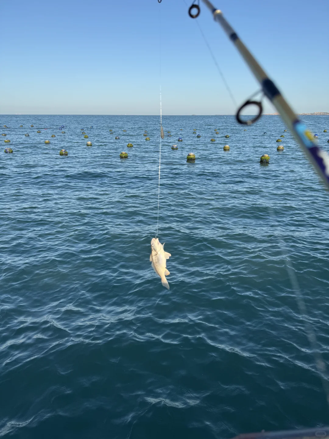 平潭，狗都不…