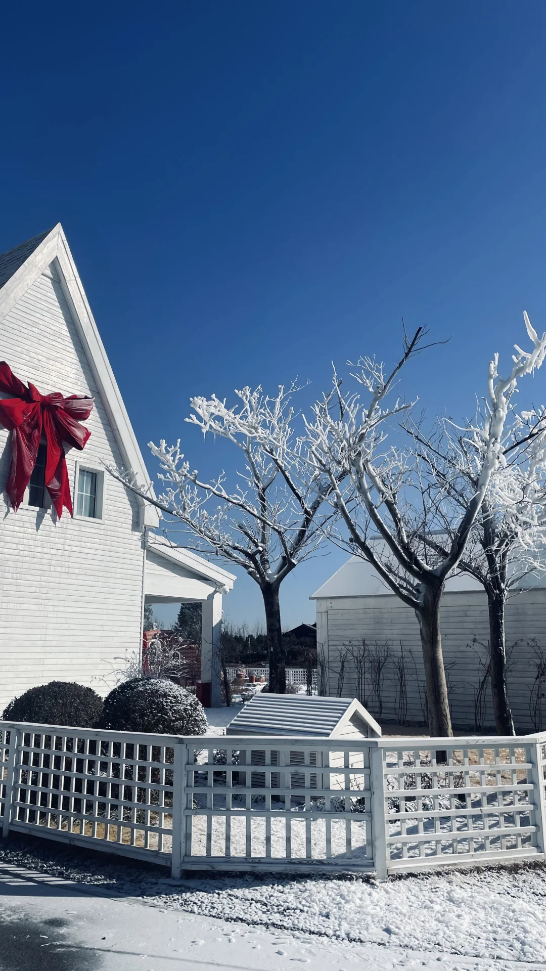雪落山东，醉东风藏着的冰雪绮梦！