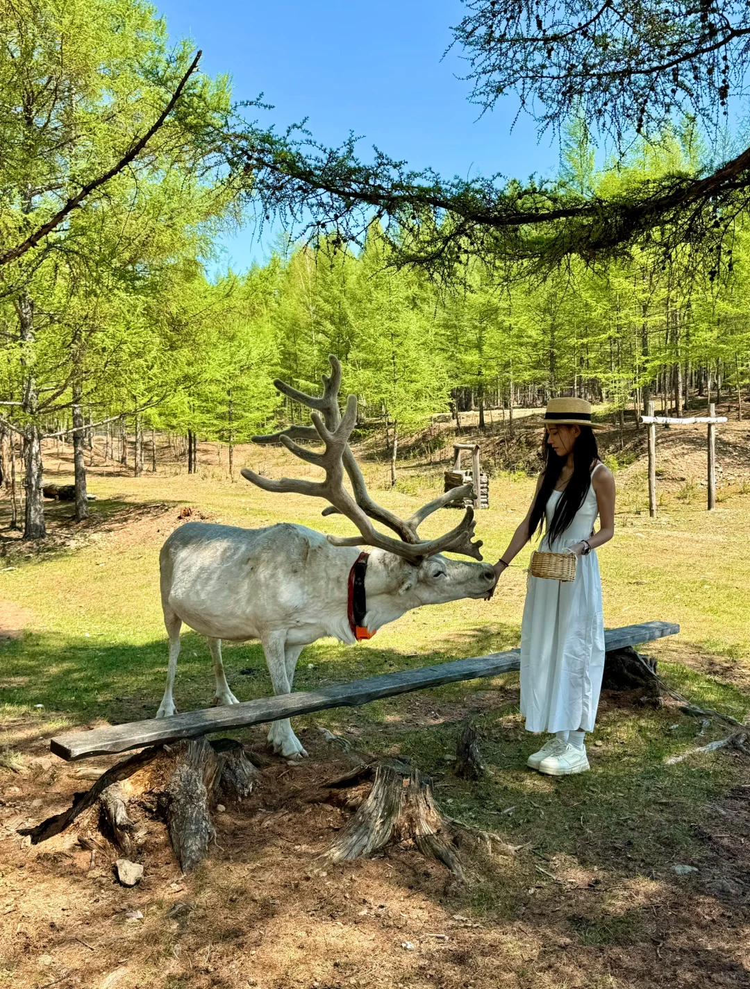 初夏的呼伦贝尔，美到失语！！！