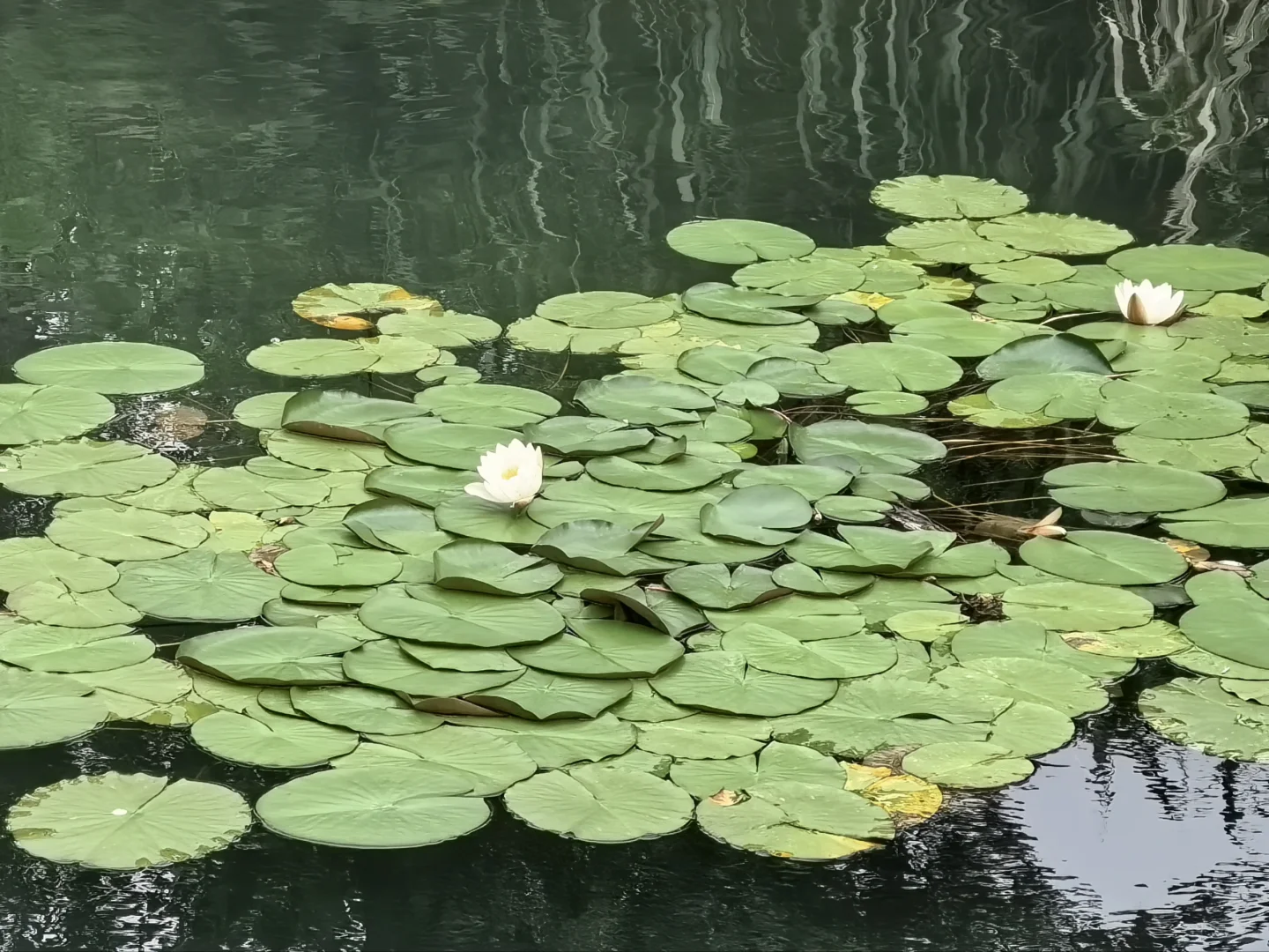 🍃宁波周末亲子徒步🌿第一站 福泉茶山