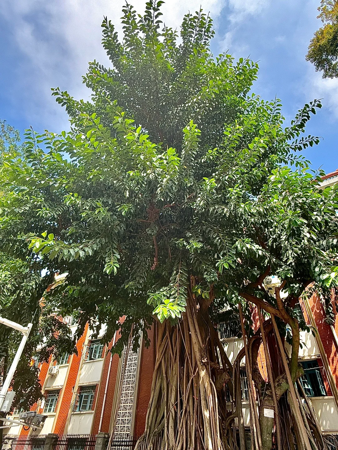 人生建议——厦门集美Citywalk一定要带伞‼️