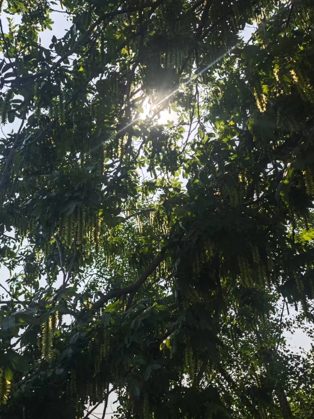 端午去杭州旅游的一定要小心蠓虫！