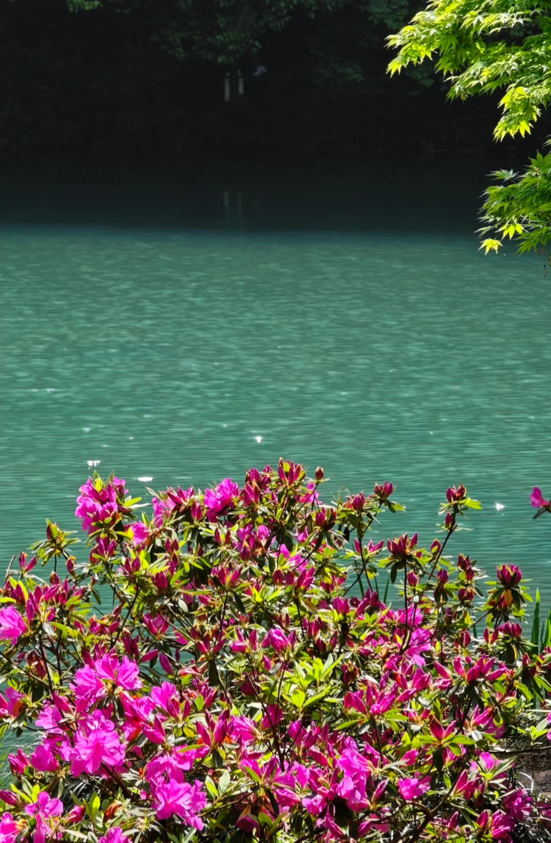 杭州｜五月份的杭州美出了天际