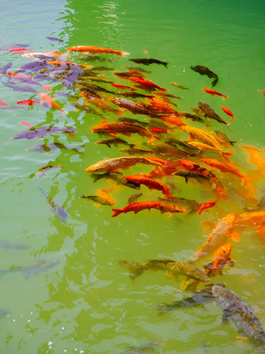 穿越千年，我拍到了白居易笔下的人间仙境☁️