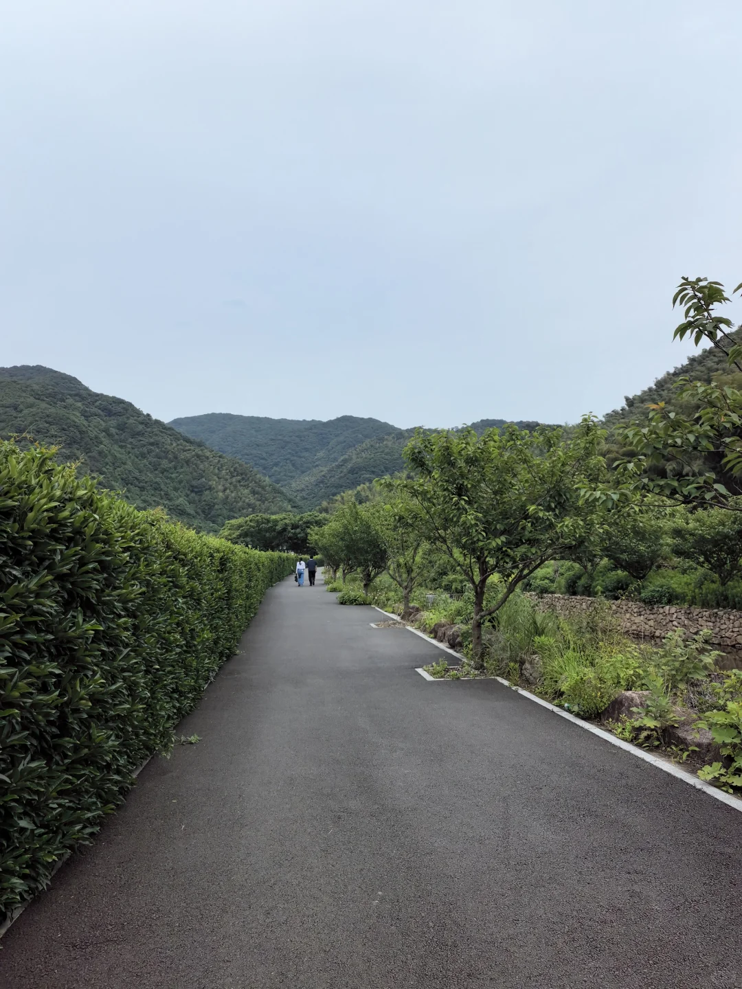 🍃宁波周末亲子徒步🌿第一站 福泉茶山