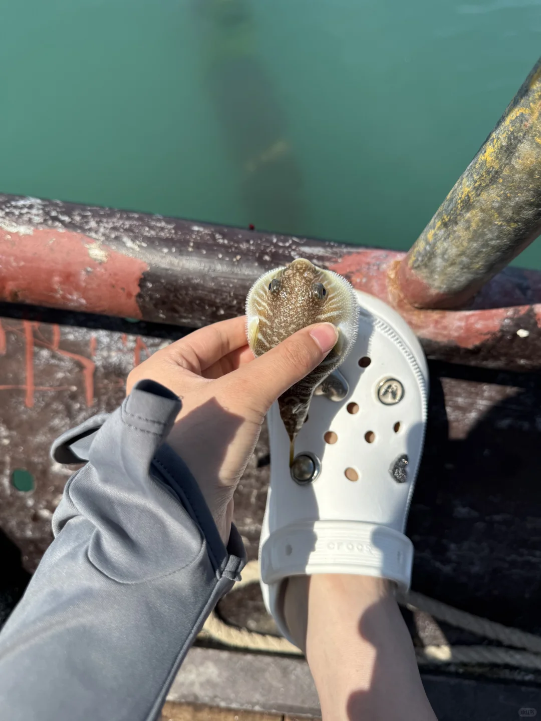 平潭，狗都不…