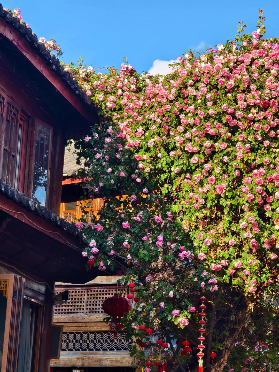 带父母👵游丽江📍三天两夜慢节奏攻略✨