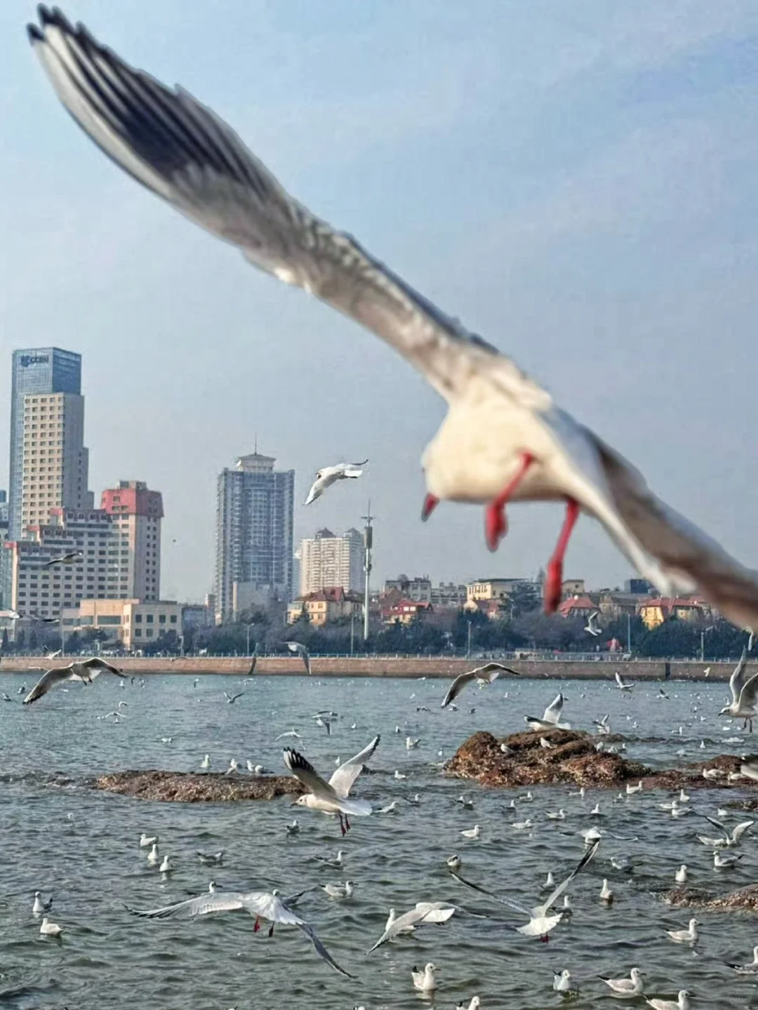 五一到青岛哈啤酒🍺吃蛤蜊🐚