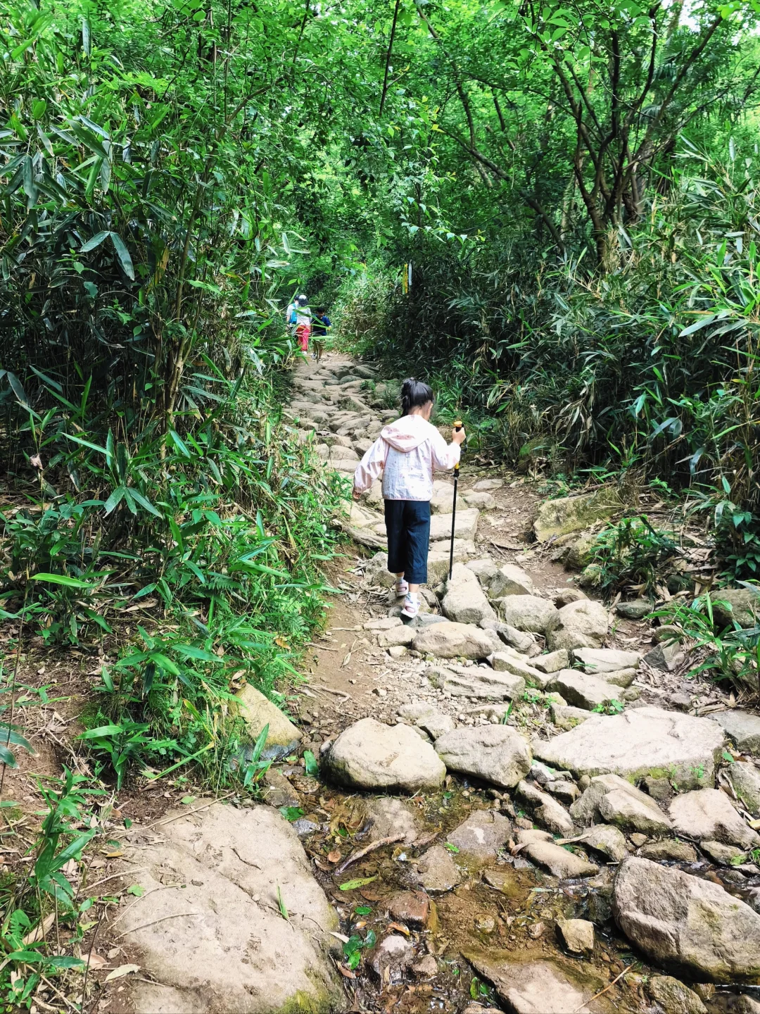 🍃宁波周末亲子徒步🌿第一站 福泉茶山