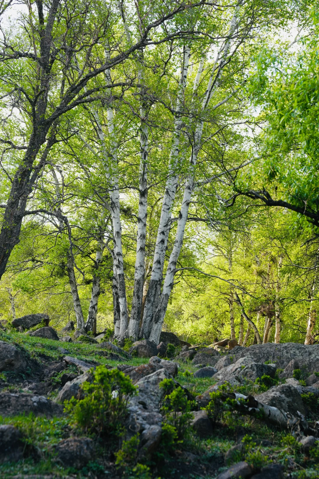 北京出发赤峰大青山两天一晚