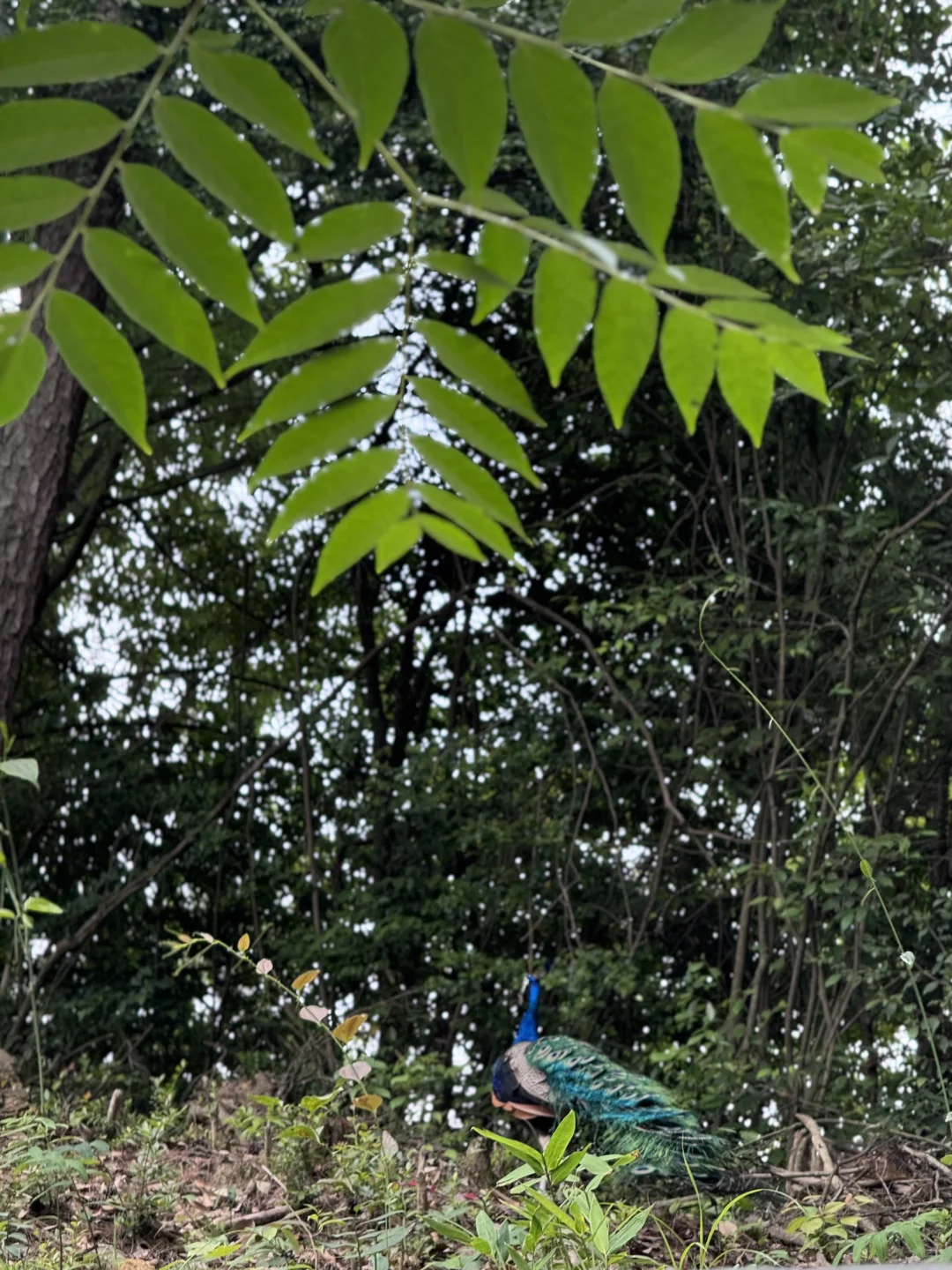 把这条推给所有千岛湖本地人