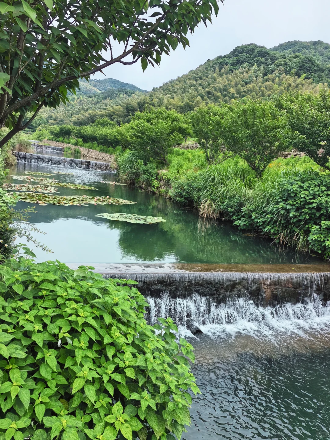 🍃宁波周末亲子徒步🌿第一站 福泉茶山