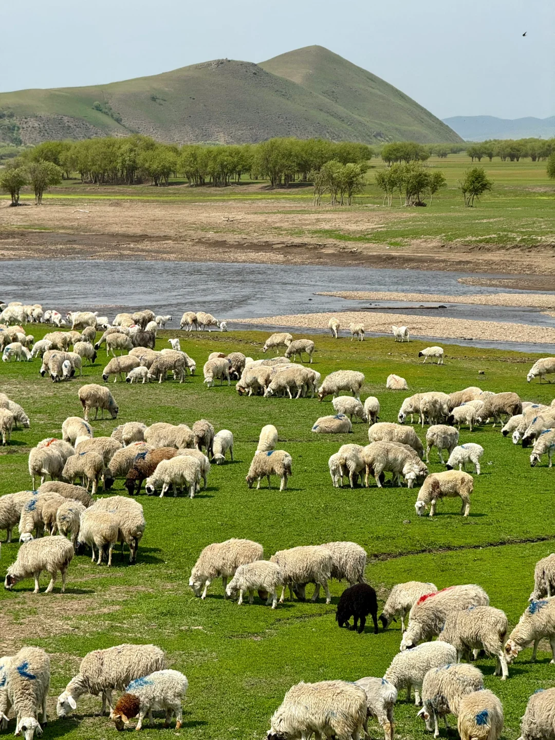 初夏的呼伦贝尔，美到失语！！！