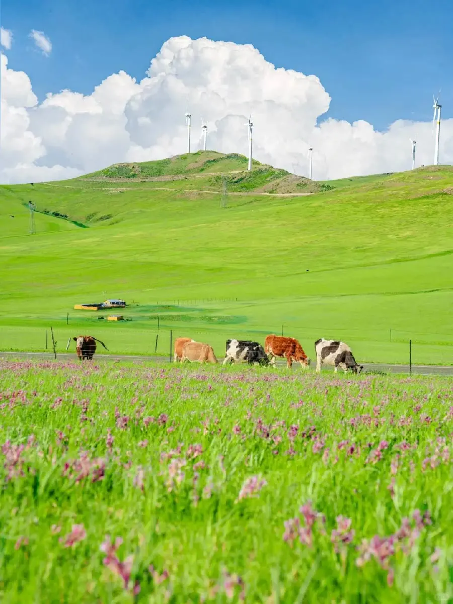 后悔没早来❗内蒙古这些景点才是旅行王炸