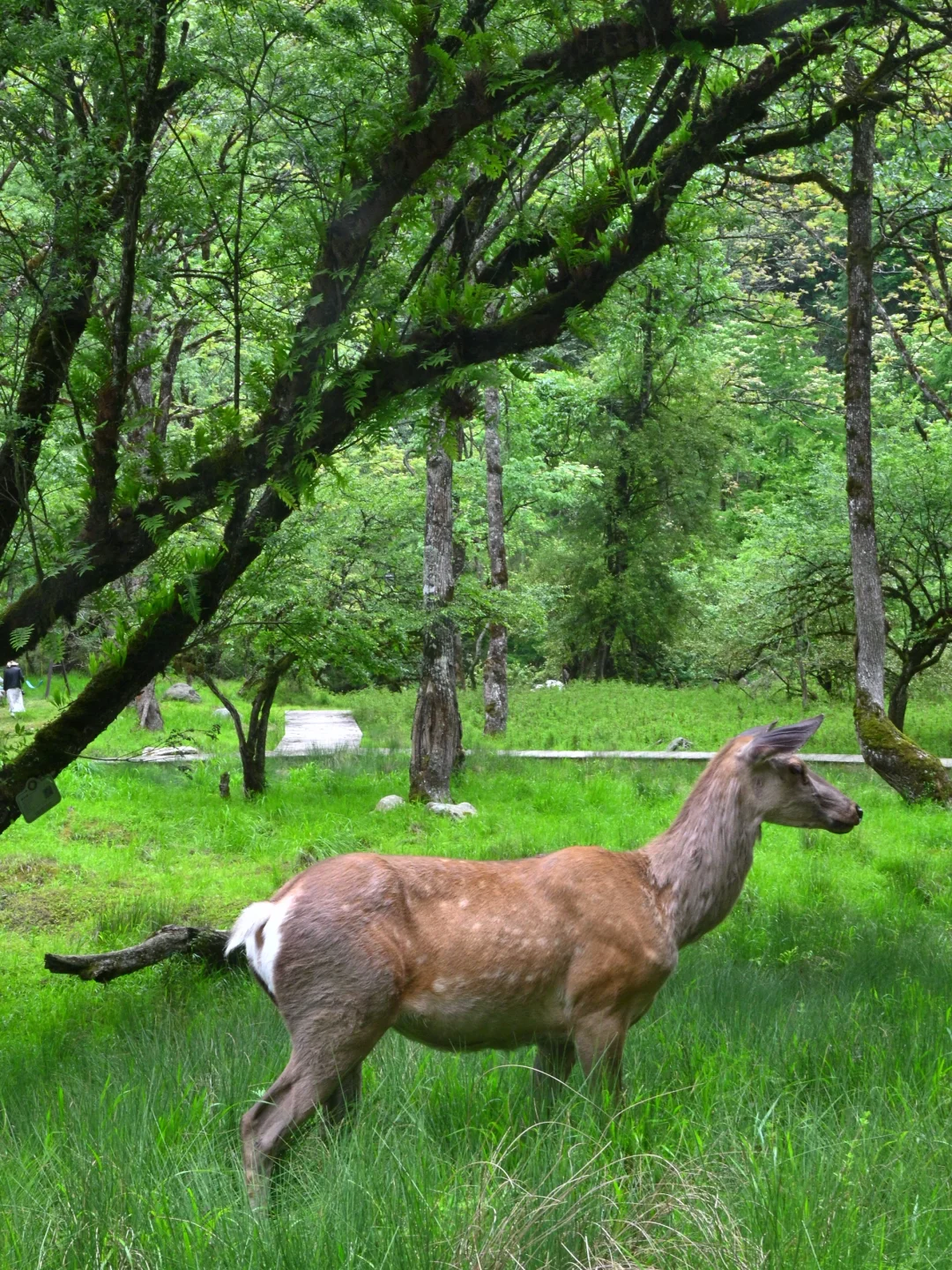成都周边徒步|5.25实拍!喇叭河超美✅附攻略