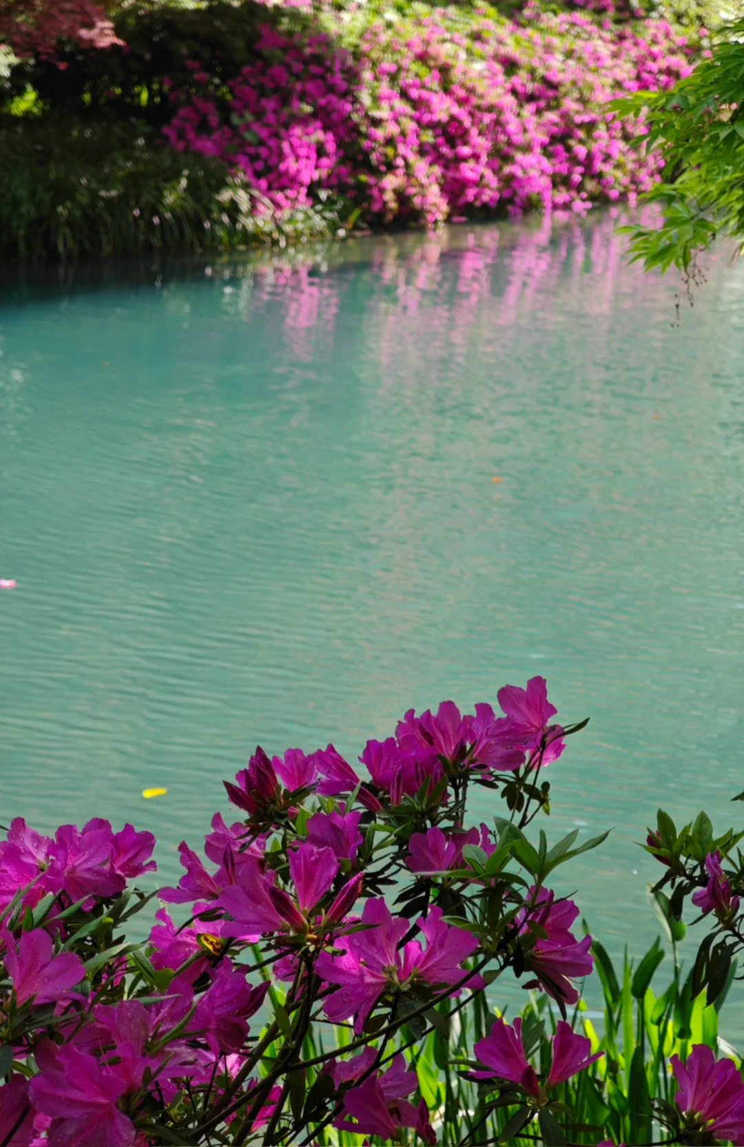 杭州｜五月份的杭州美出了天际