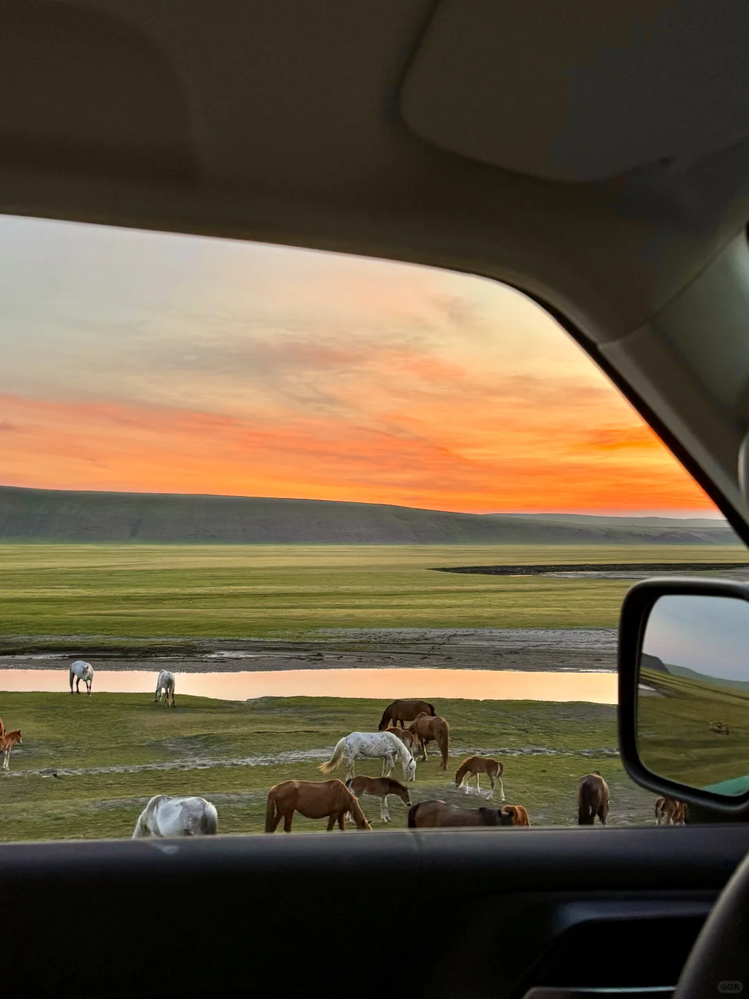 初夏的呼伦贝尔，美到失语！！！