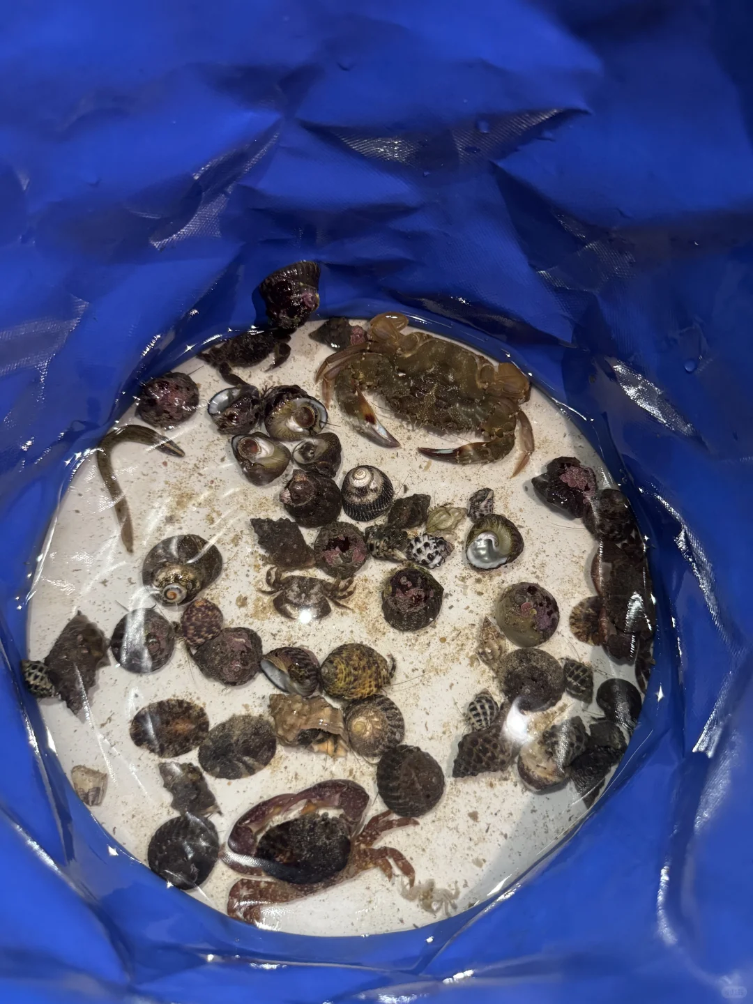 平潭，狗都不…