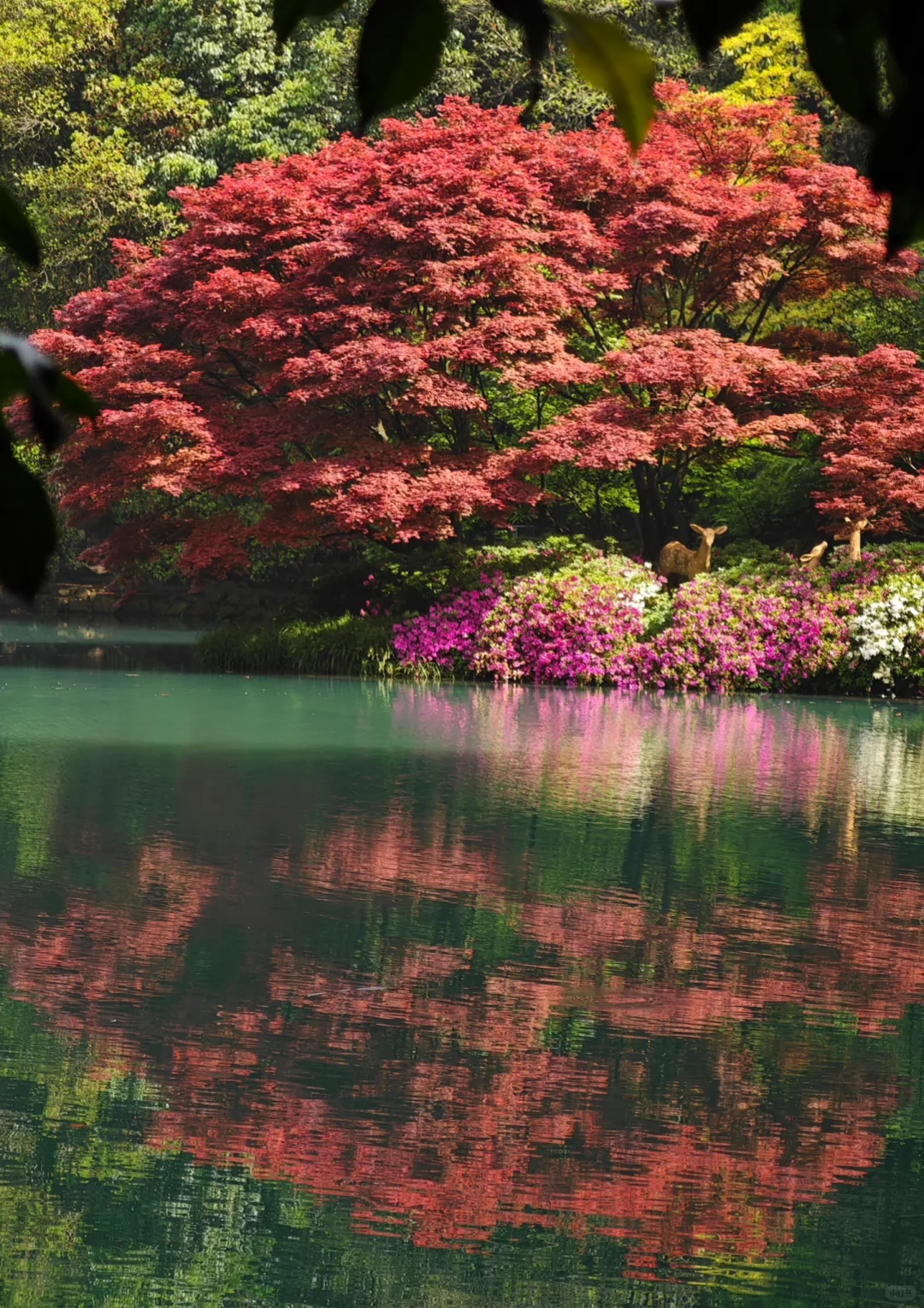 杭州｜五月份的杭州美出了天际