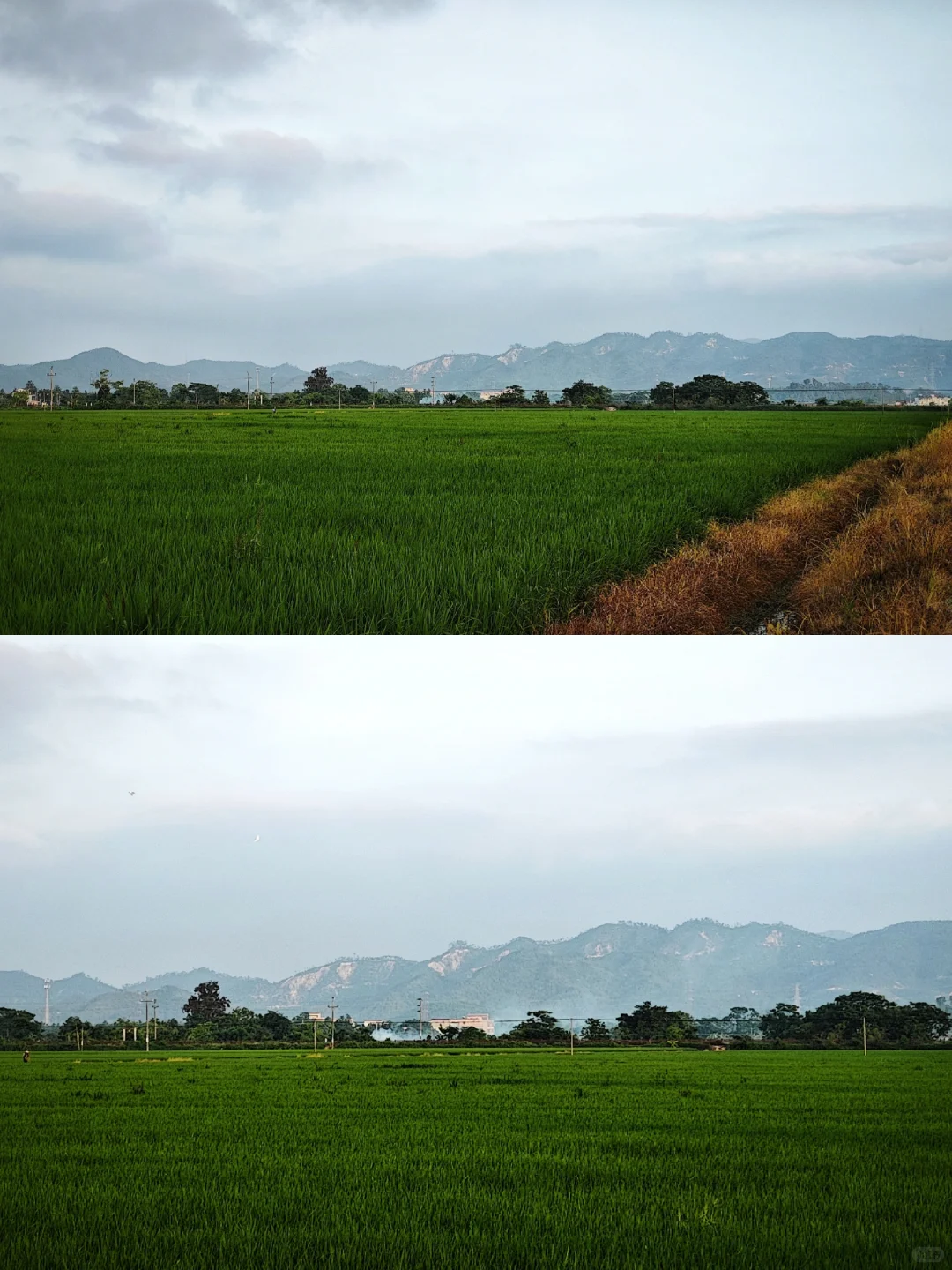 在台山！偶遇一片山、海和稻浪