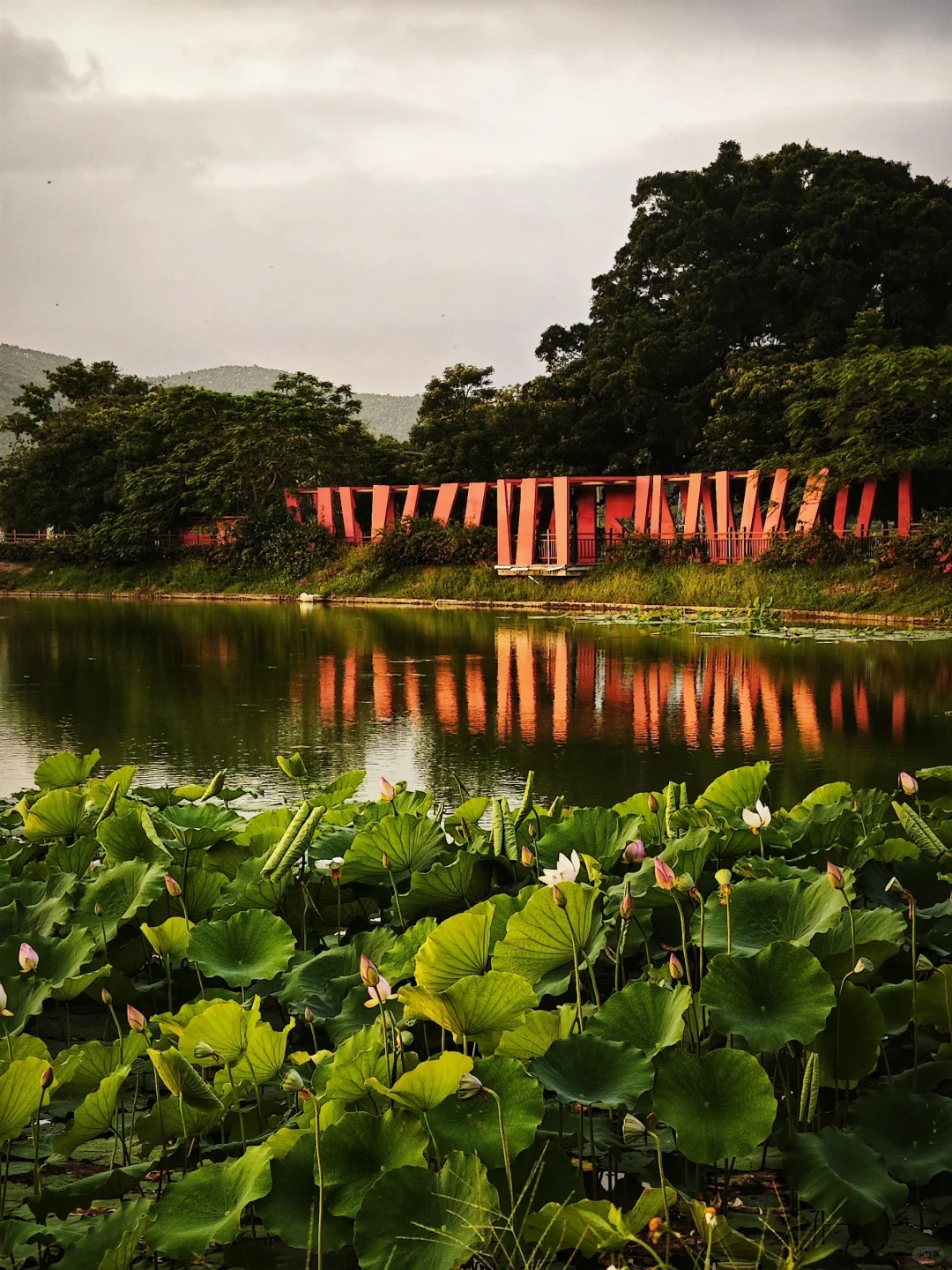 在台山！偶遇一片山、海和稻浪